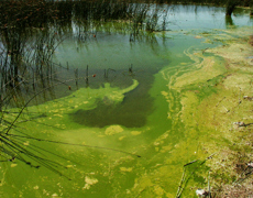 Planktonic bloom