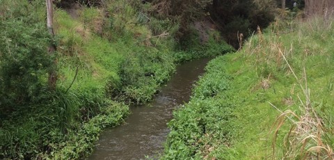 Stream IMG 1223