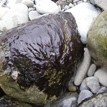 Benthic cyanobacteria